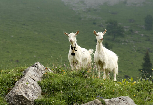 Appenzeller goat