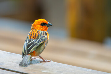 Red fody (Foudia madagascariensis), orange bird close up portrait, also called Madagascar fody, red...