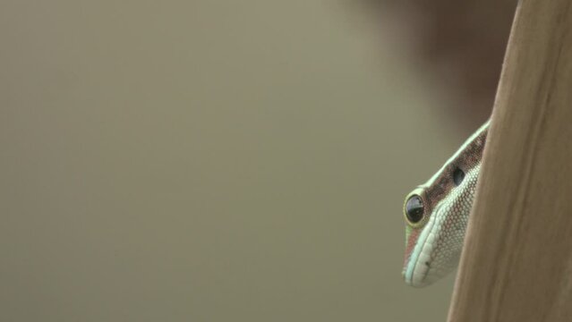Manapany Gecko - La Reunion