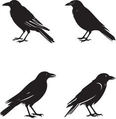 Set of black isolated silhouettes with crows