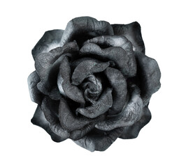 Black Rose transparent png