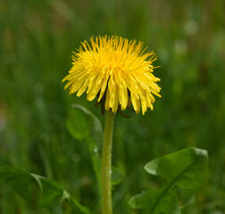 Dandelion, Taraxacum officinale