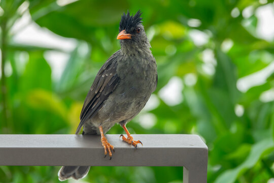 Seychelles bulbul (Hypsipetes crassirostris) also called black bulbul or thick-billed bulbul, endemic bird specie in the Seychelles