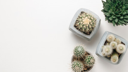 Succulents on white wooden table with copy space for design, top view. Cacti in ceramic pots