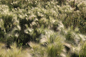 grass in the wind