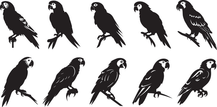 Vector parrot silhouettes of amazon jungle isolated on white background