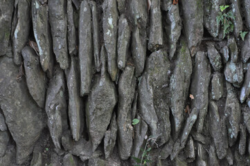 dark brown tree bark wood texture background