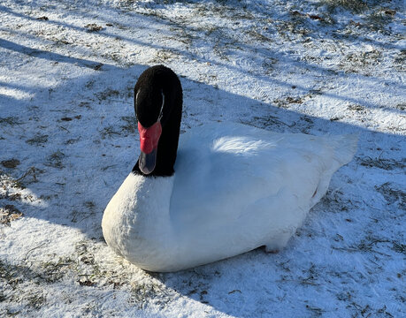 Black-necked swan, Schwaene, Cygnus