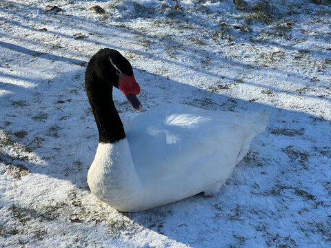 Black-necked swan, Schwaene, Cygnus