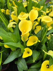 Zantedeschia