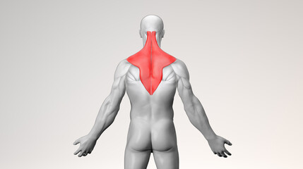 Adult muscular male with trapezius back in red - obrazy, fototapety, plakaty