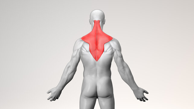 Adult muscular male with trapezius back in red