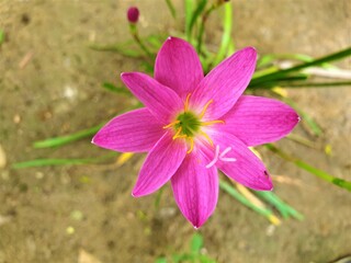 pink and yellow flowers top view