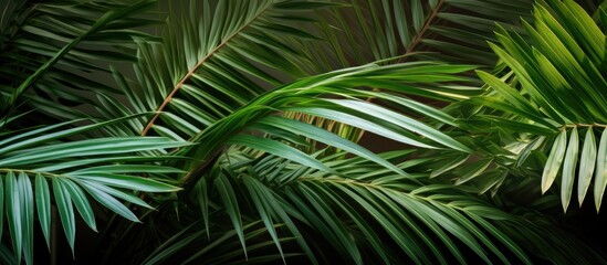 The vertical growth of a palm tree with its organic green leaves adds a vibrant texture to the background creating a natural environment for plant growth and showcasing the beauty of flora 