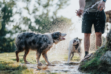 Fun-loving dogs frolic in a sunny park, playing and splashing in refreshing water. They enjoy the...