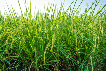Ears of rice in a rice field in Thailand,  Rice fields are an economic crop for the Thai people.
