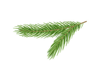 Pine branch concept. Part of Christmas tree. Forest and wildlife, flora. Nature and ecosystem. Winter plant for holidays. Cartoon flat vector illustration isolated on white background