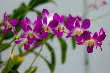 Photo of a very beautiful purple orchid flower blooming in the morning with fresh green leaves