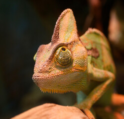 Veiled chameleon sitting on a branch of a tree in a terrarium of a zoo © Yurii Zushchyk