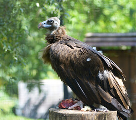 Cinereous vulture, Aegypius Monachus, eating piece of meat in an aviary of a zoo