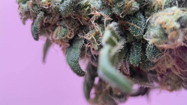 Mature marijuana flower bud with trichomes and pistils, vertical video