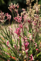 Bed of pink Kangaroo Paw plants, New South Wales Australia
