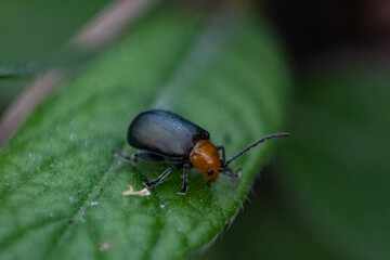 A beetle in a leaf