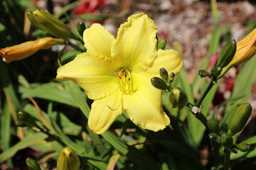 Macro image of a Yellow Daylily bloom, New South Wales Australia
