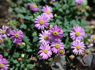 Macro image of Stiff Daisy blooms, New South Wales Australia
