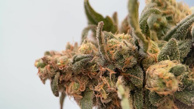 Bud weed macro, vertical video. Cola of ripe cannabis with cups and trichomes, closeup