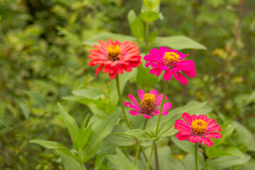 Pink zinnia close up, ammi visnaga, khella blooms