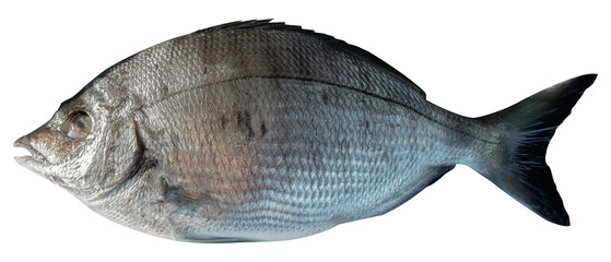 Delicious black sea bream isolated in white. ( Diplodus puntazzo ), Fresh fish  - obrazy, fototapety, plakaty