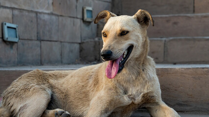Close-up of a street dog laying on the steps of the temple at Kom Ombo