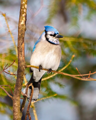 Blue Jay Photo and Image. Close front view perched on a tree branch with blur forest background in its environment and habitat surrounding. Jay picture. Jay Portrait.