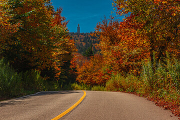 road in autumn forest
