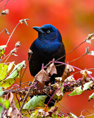 Common Grackle Image and Photo.