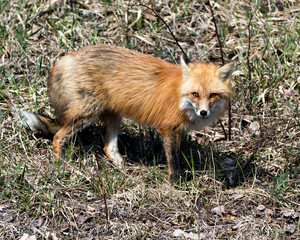 Red Fox Photo Stock. Fox Image. Close-up profile side view in the spring season displaying fox tail, fur, in its environment and habitat with a blur foliage background. Picture. Portrait.