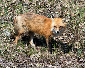 Red Fox Photo Stock. Fox Image. Close-up profile side view in the spring season displaying fox...