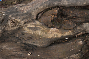 Background from an old rotten section of a tree trunk