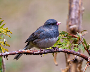 Junco Dark-eyed Photo and Image.  Close-up profile view perched with a coniferous forest background in its environment and habitat surrounding,