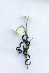 Two withered camomiles with a black ribbon on a white background with a copy space