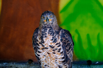 The Engle standing on a metal tube