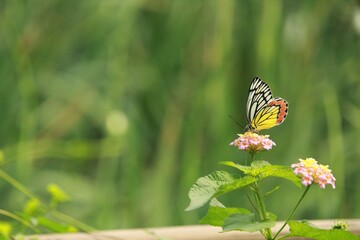 butterfly on a flower