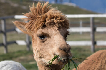 alpaca