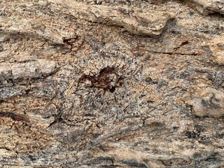 unique texture on tree trunk. Yogyakarta, Indonesia - November 11, 2023