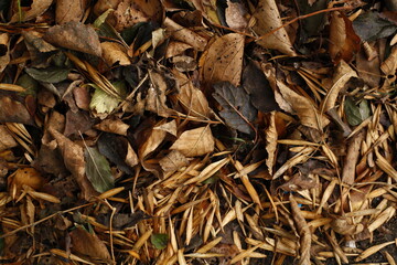 close up of leaves