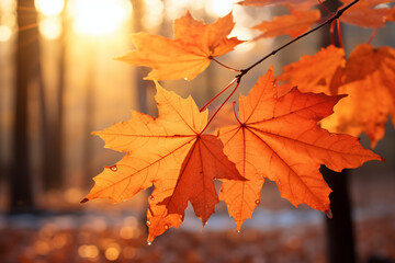 blurred autumn background with leaves
