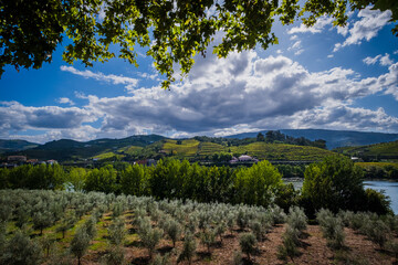 Fototapeta na wymiar olive trees in wine country, Portugal