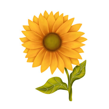 Illustration of sunflower watercolor on transparent background. Summer yellow blossom flower.