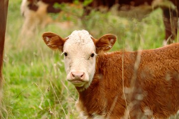 Closeup of a cute calf in a green field against blurred background